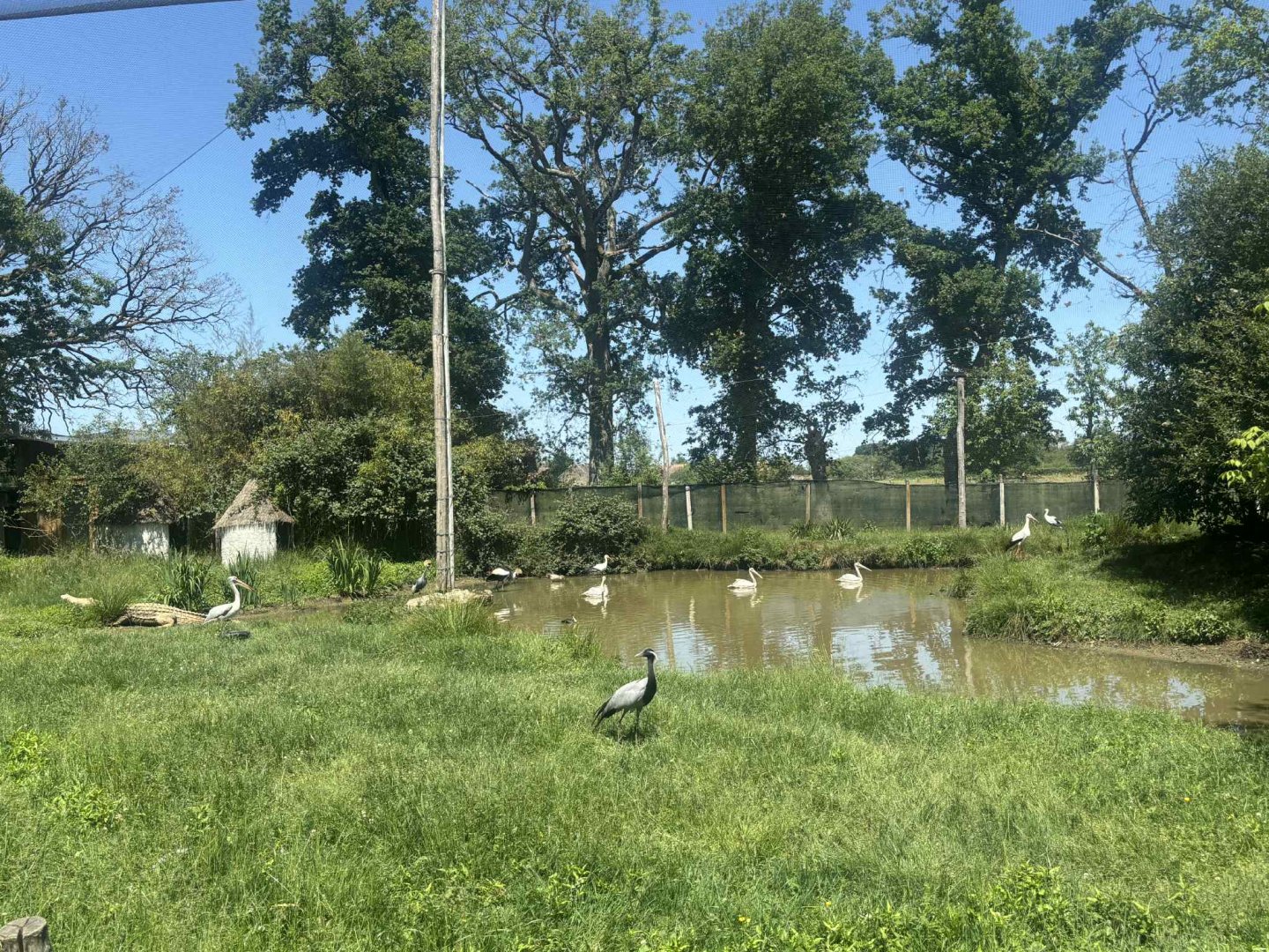 African walkthrough aviary