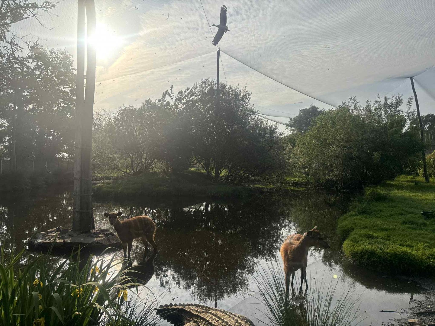 African walkthrough aviary