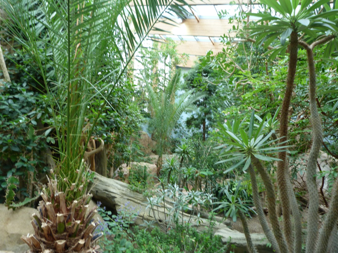 African walkthrough -Zoologischer Garten Berlin (2024)