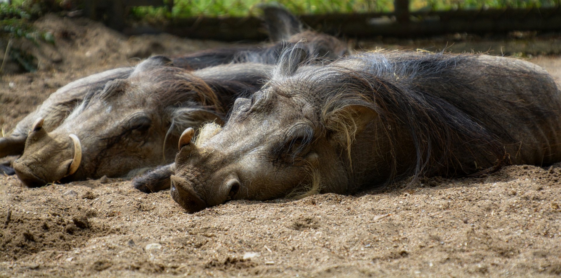 African Warthog