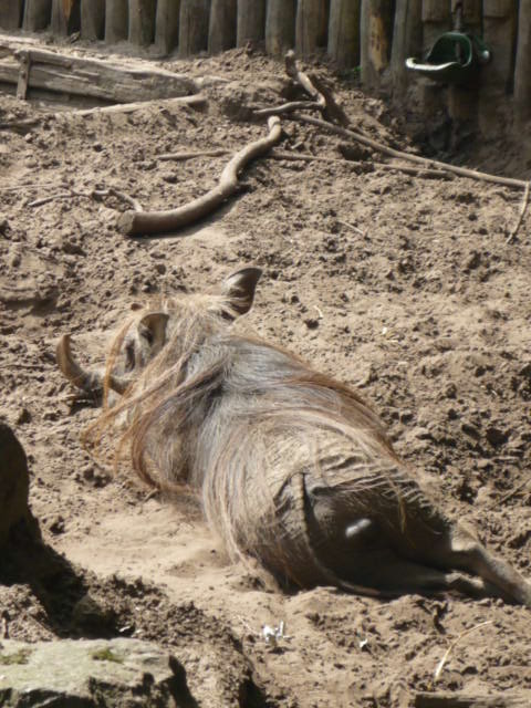 African Warthog