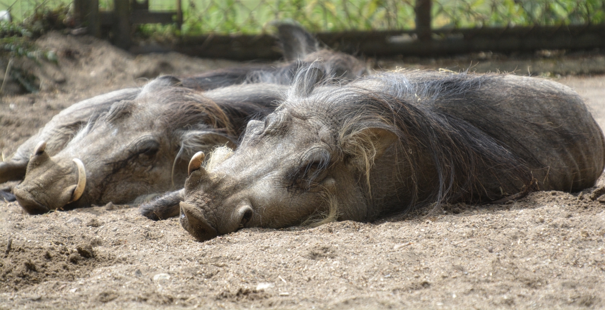 African Warthogs
