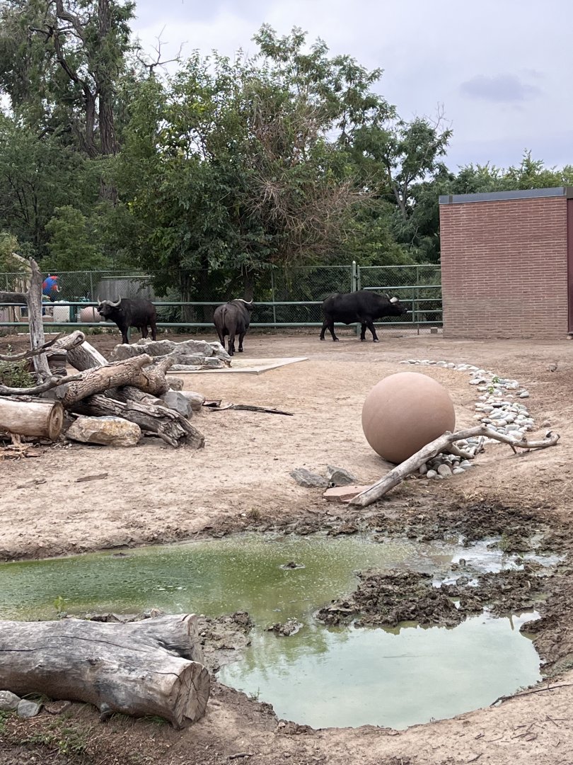 African water buffalo enclosure
