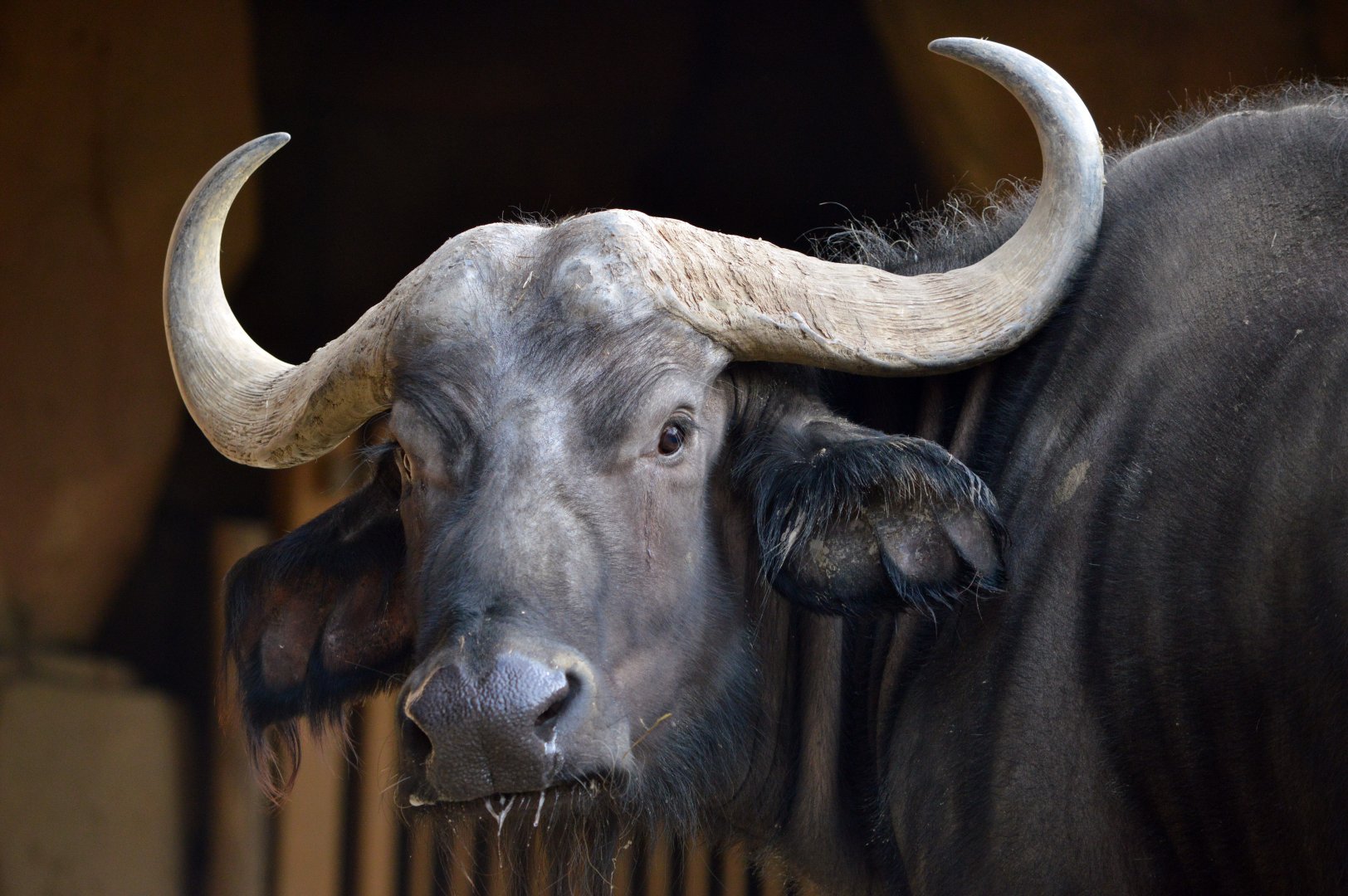 African water buffalo