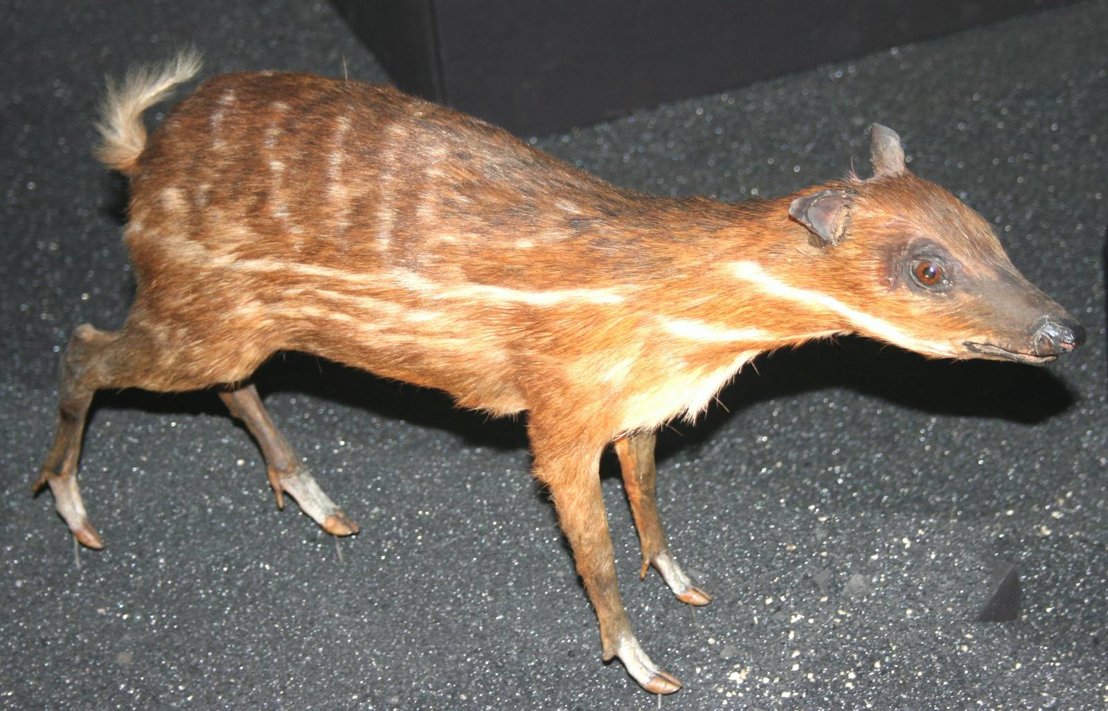 African water chevrotain; Natural History Museum Brussels; 14th May 2010