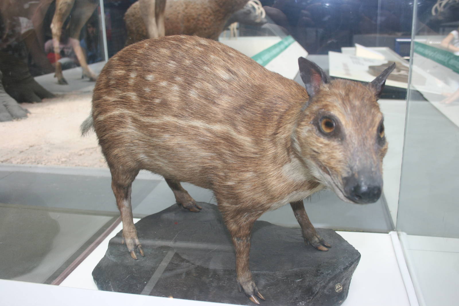 African water chevrotain; Natural History Museum (London); July 2009
