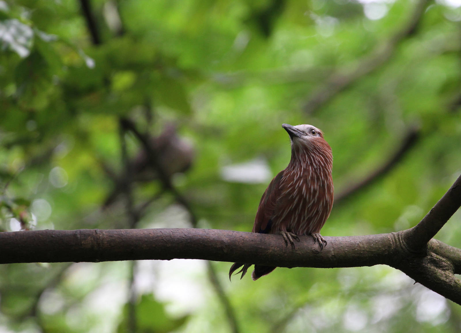 African Waterfall Aviary Bird
