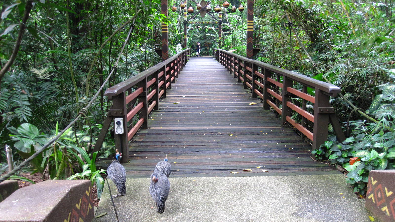 African Waterfall Aviary - Helmeted Guinea Fowl