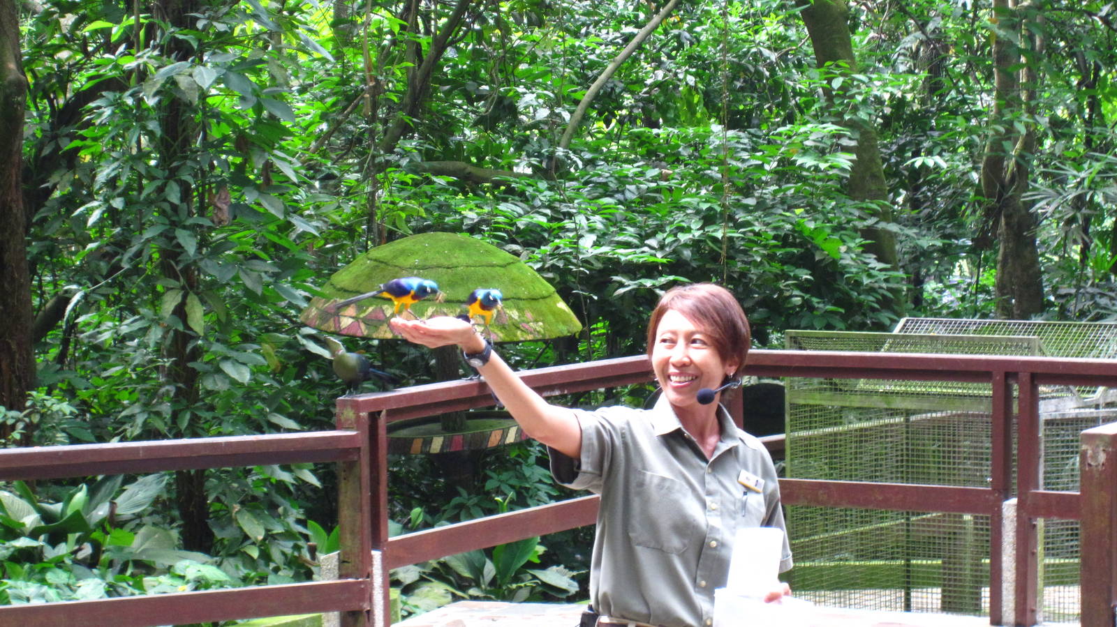 African Waterfall Aviary - Starling Feeding