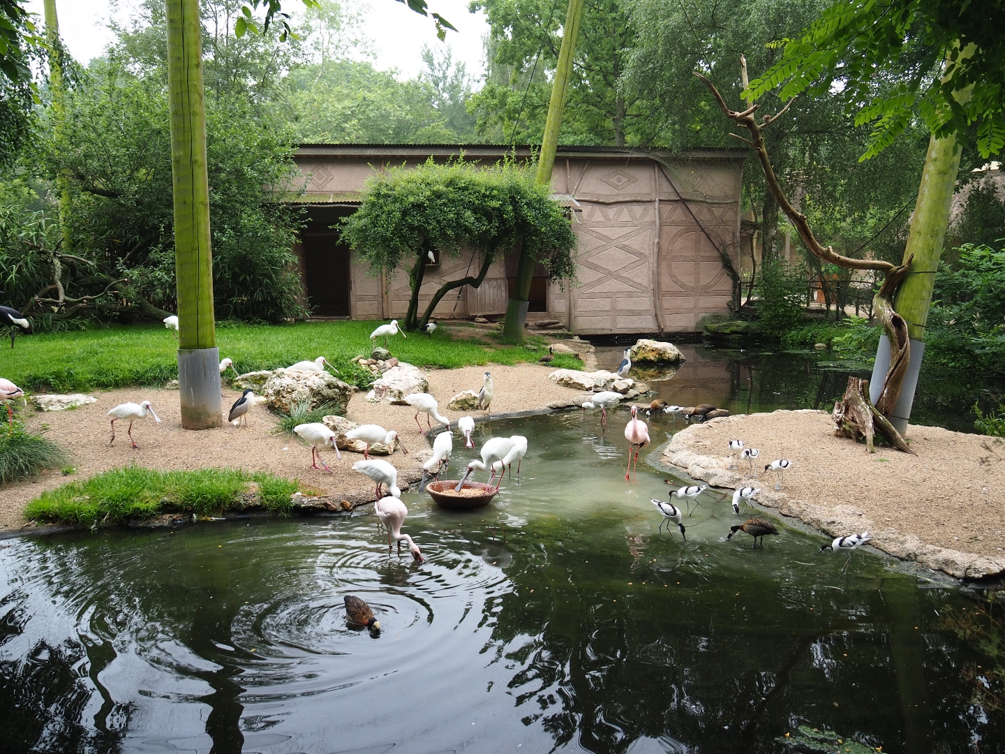 African waterfront aviary, 2019-06-26