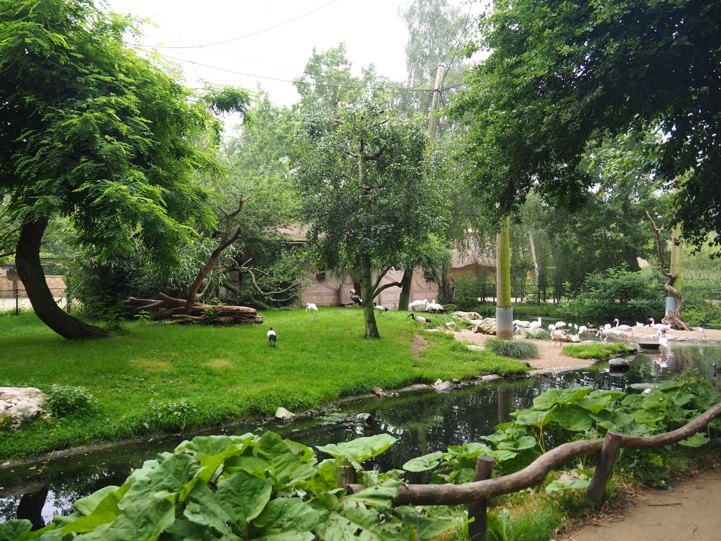 African waterfront aviary, 2019-06-26