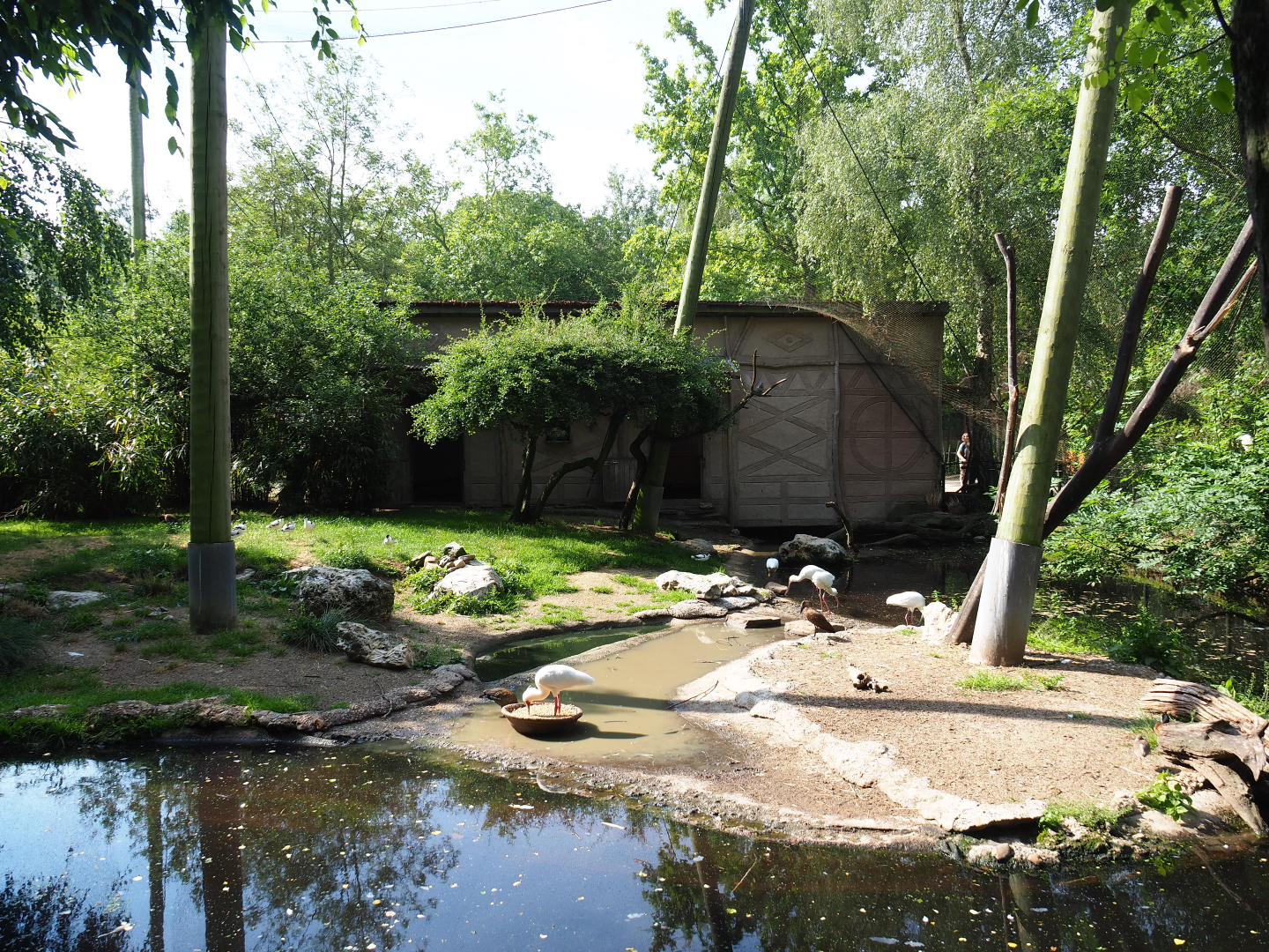 African waterfront aviary, 2020-06-12
