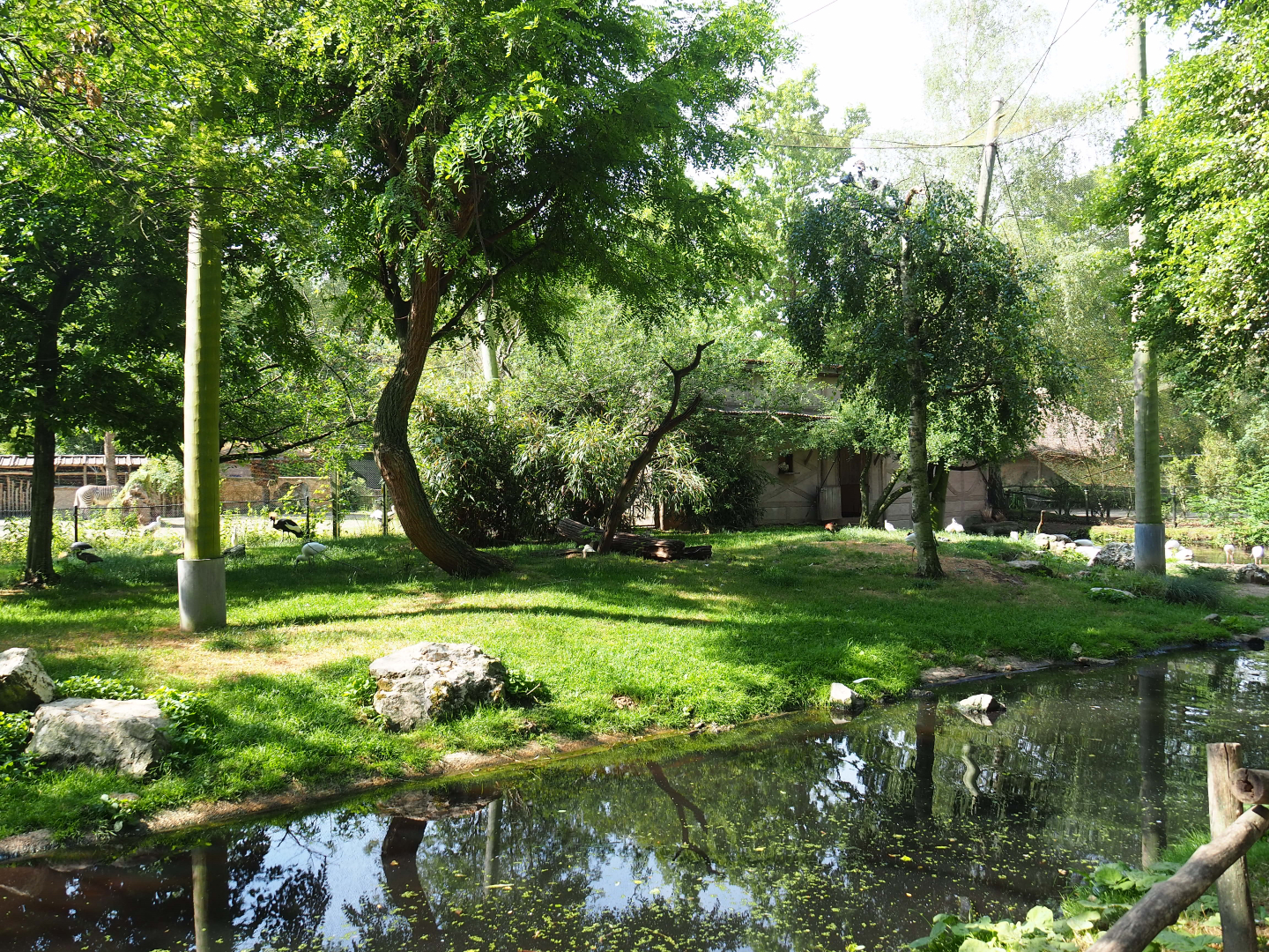 African waterfront aviary, 2020-06-12