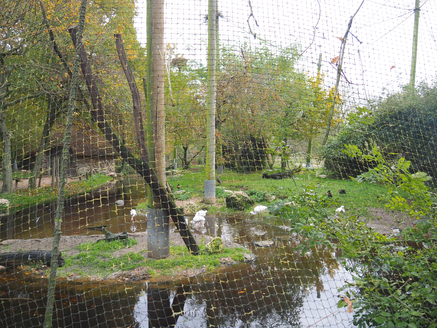 African waterfront aviary, 2021-11-06
