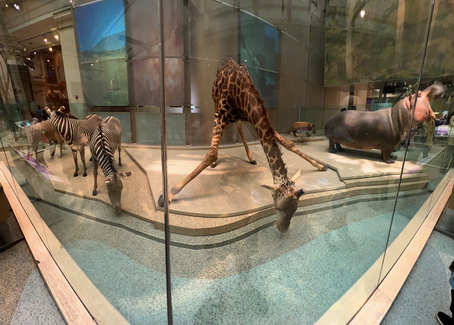 African Waterhole Closeup