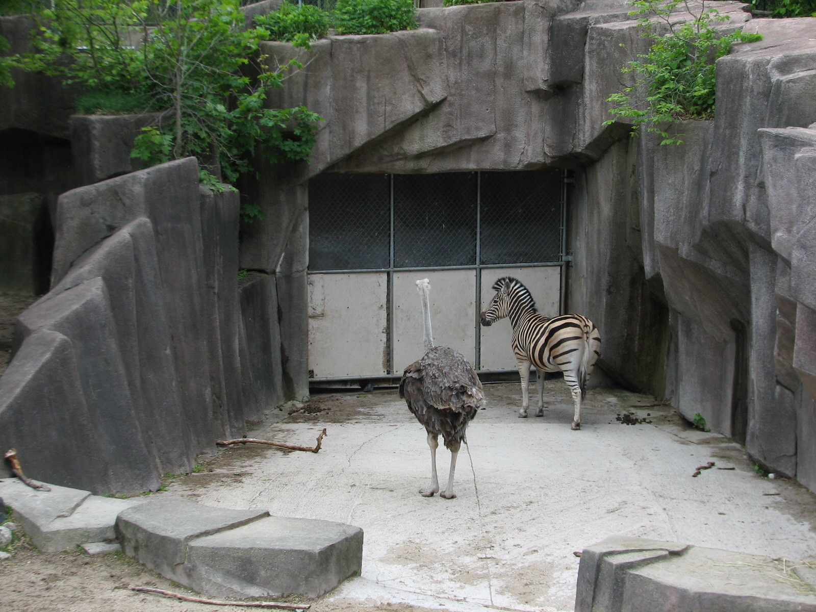 African Waterhole Exhibit - Damara Zebra and Ostrich