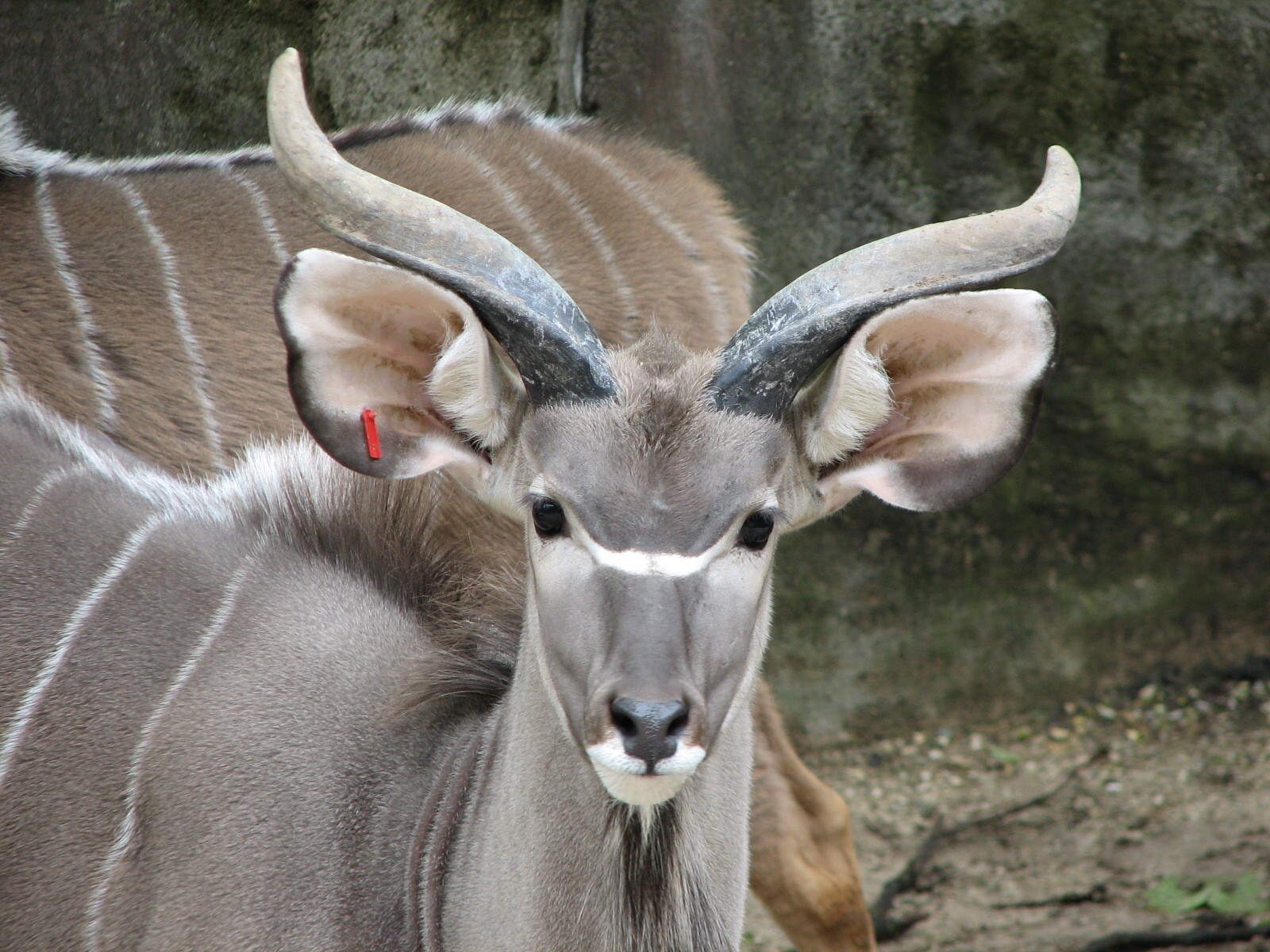 African Waterhole Exhibit - Greater Kudu