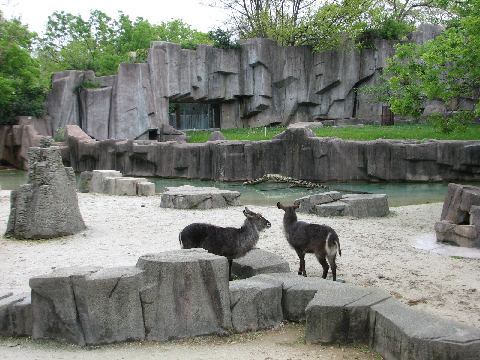 African Waterhole Exhibit with African Lion or Spotted Hyena Exhibit in bac