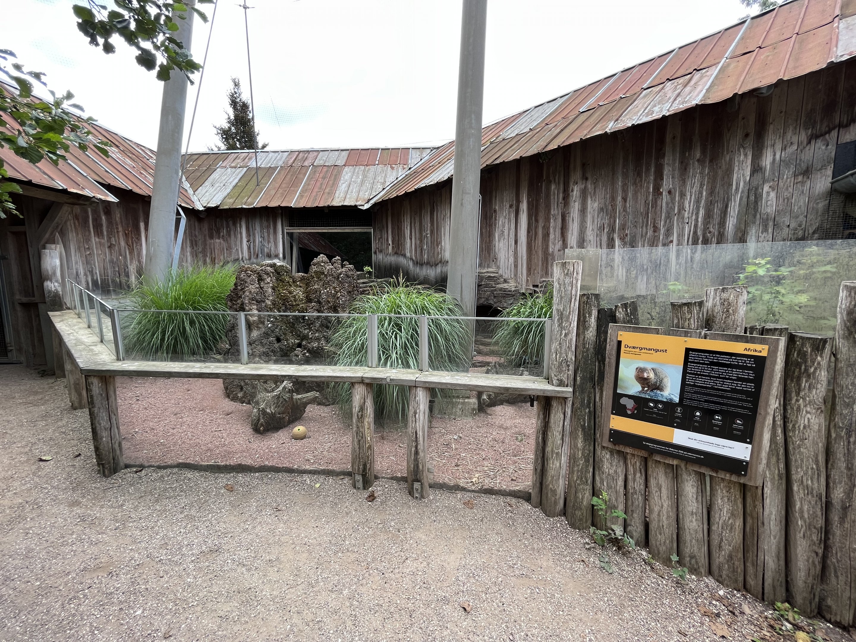 African Waters Aviary - dwarf mongoose exhibit
