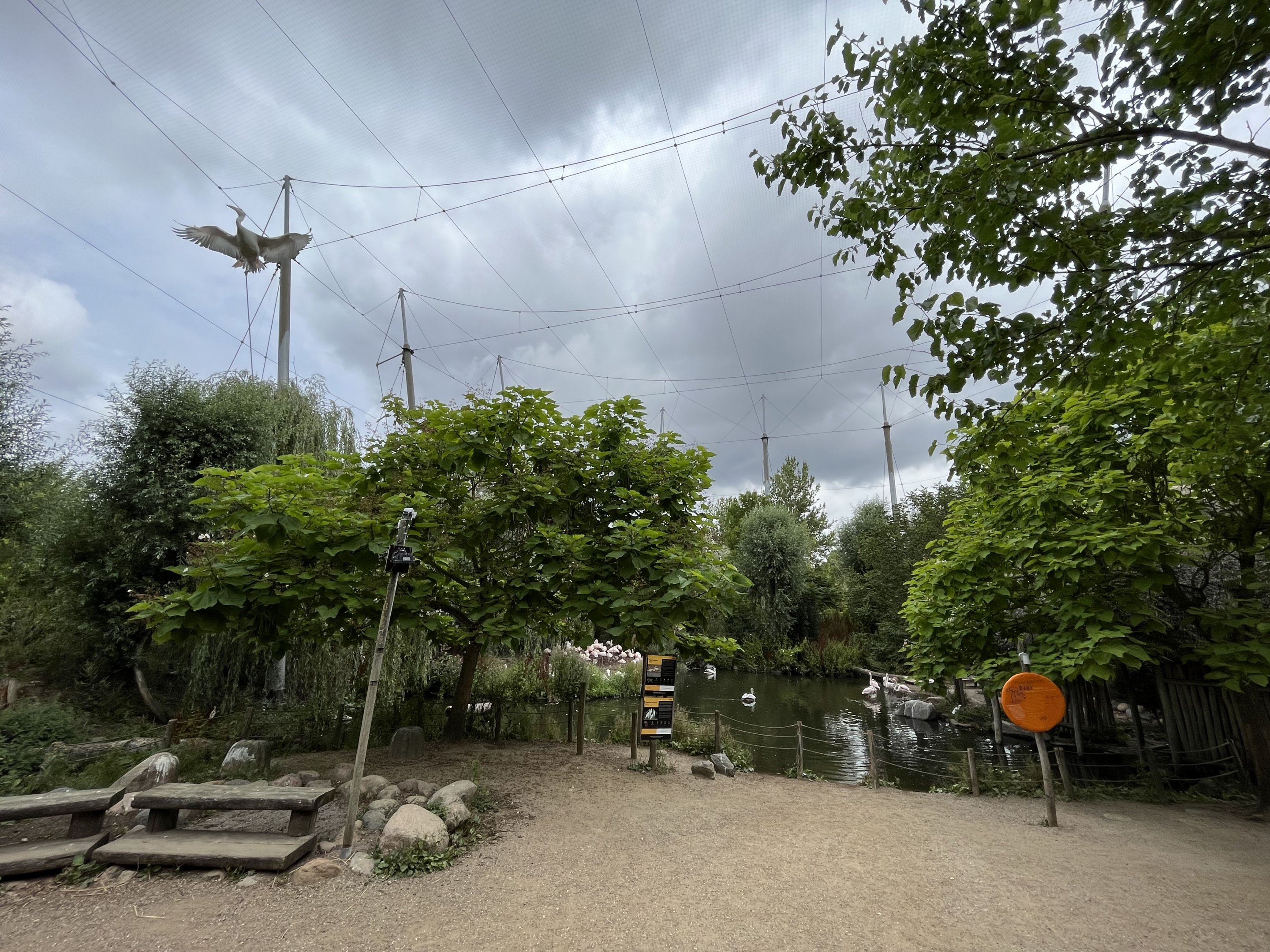 African Waters Aviary - flying pelican!