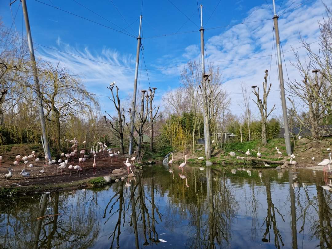 African Waters Aviary