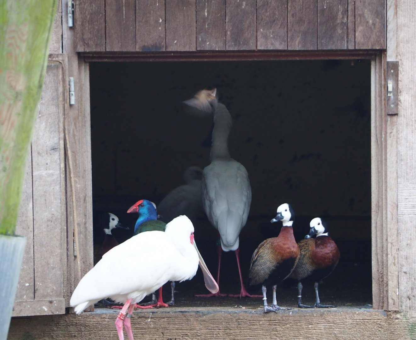African waterside aviary birds in the doorway of their house, 2020-01-11