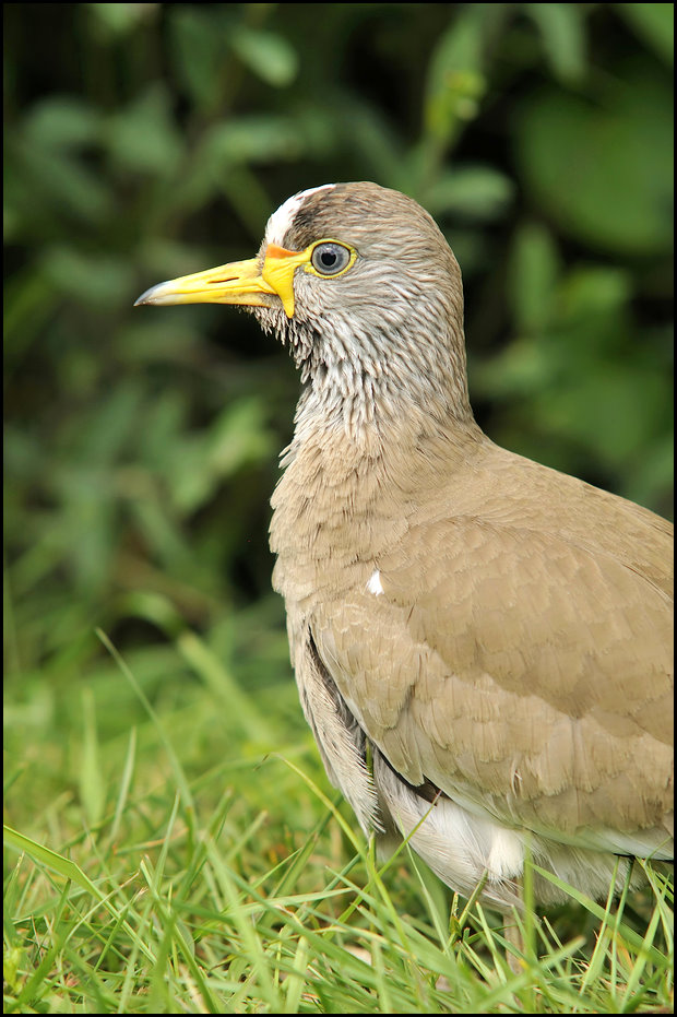 African wattled lapwing at Thüle