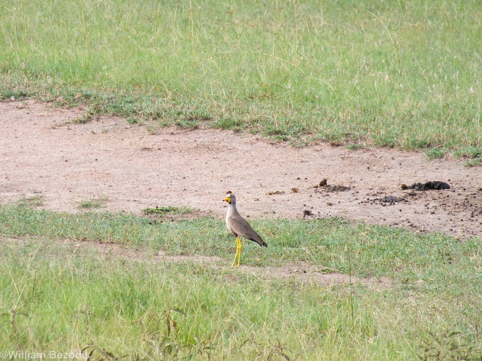 African Wattled Lapwing - Maasai Mara