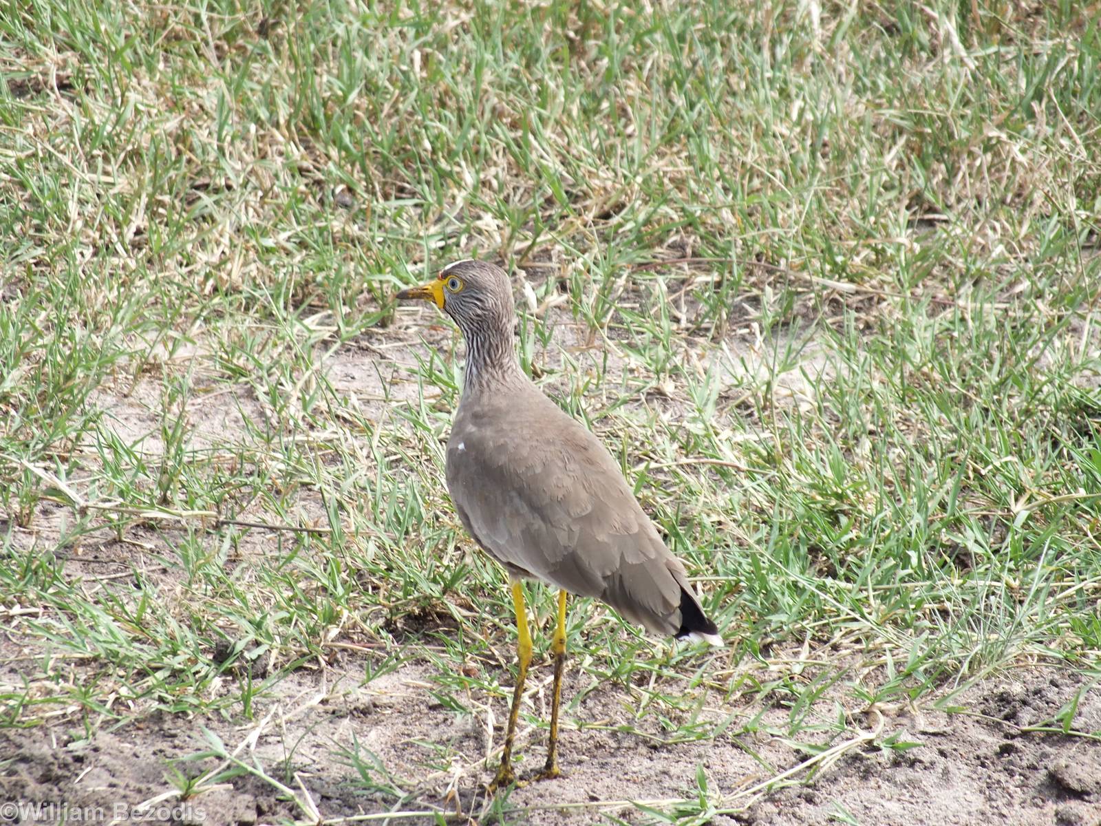 African Wattled Lapwing - Maasai Mara