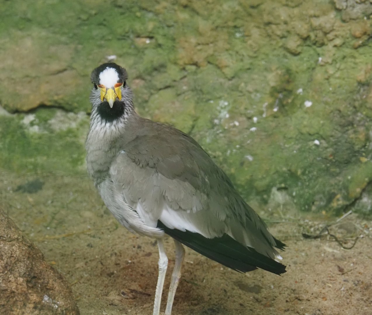 African wattled lapwing (Vanellus senegallus), 2024-05-22