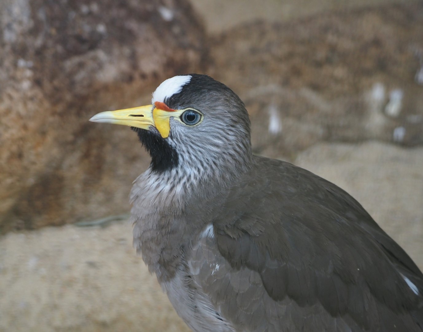 African wattled lapwing (Vanellus senegallus), 2024-05-23
