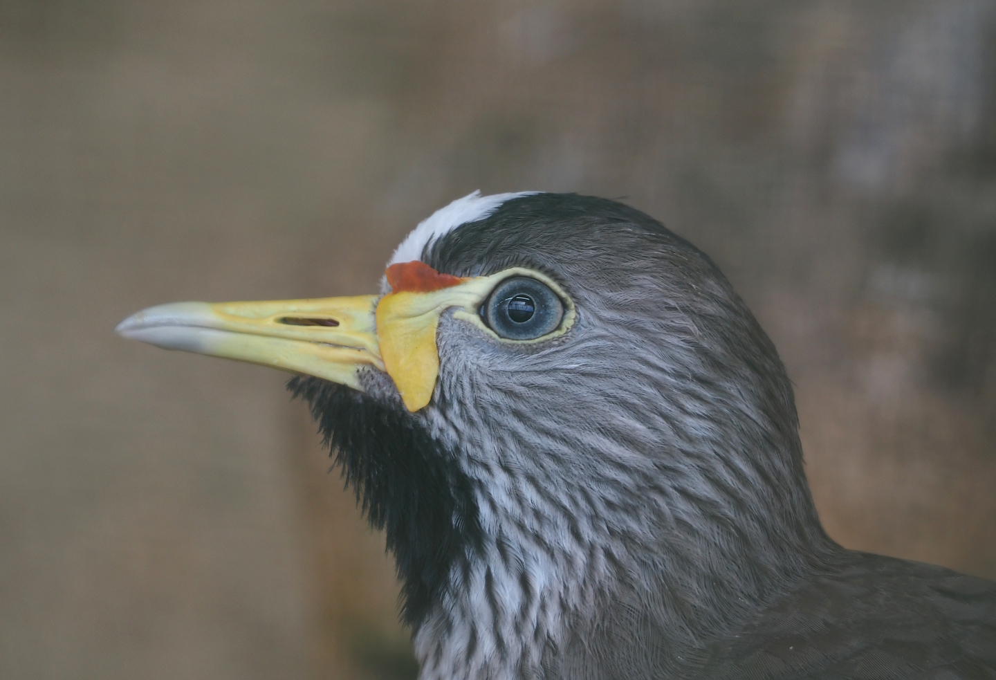African wattled lapwing (Vanellus senegallus), 2024-05-23
