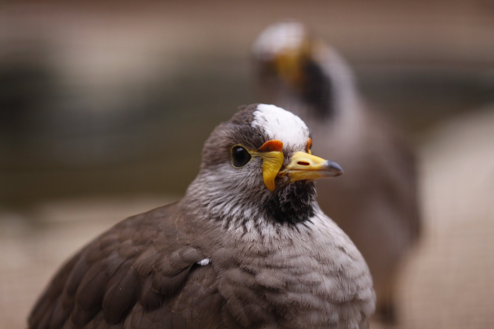 African wattled lapwing (Vanellus senegallus)