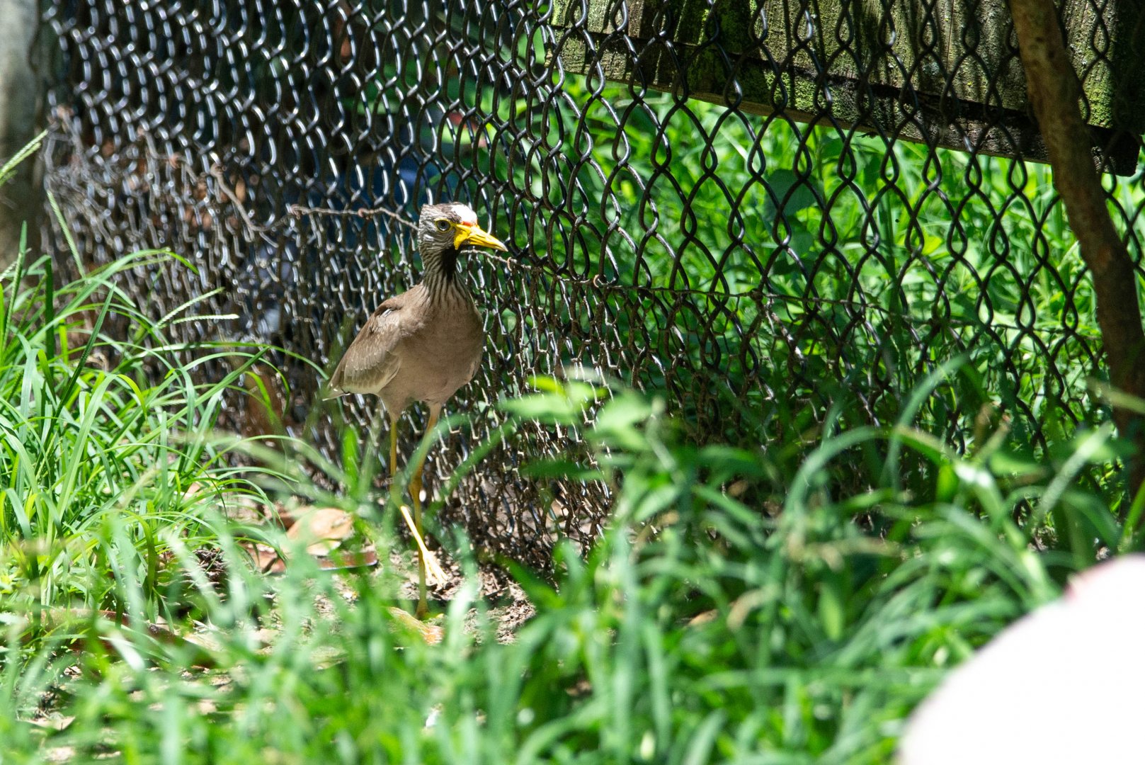 African Wattled Lapwing- (Vanellus senegallus)