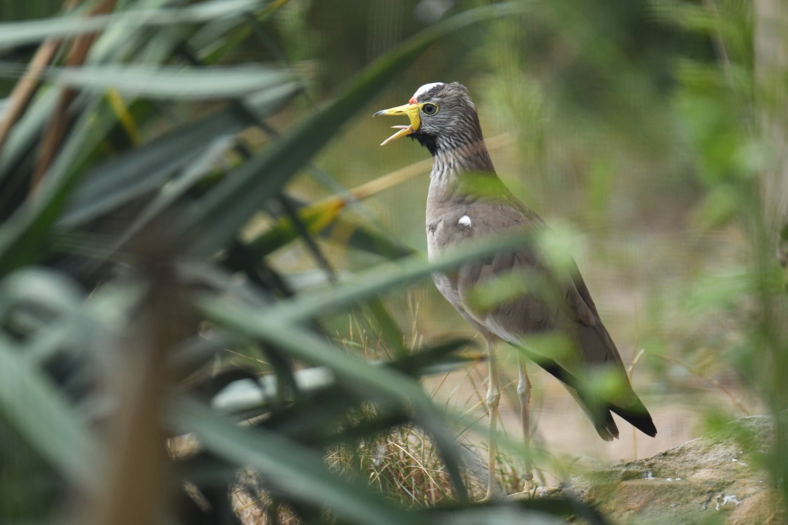 African wattled lapwing (Vanellus senegallus)