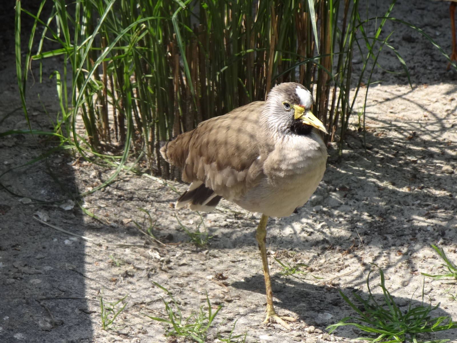 African wattled lapwing