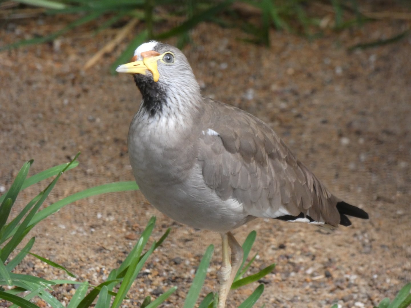 African Wattled Lapwing