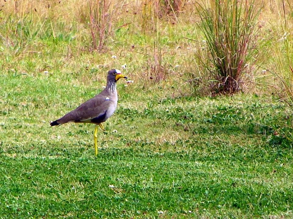 African Wattled Lapwing