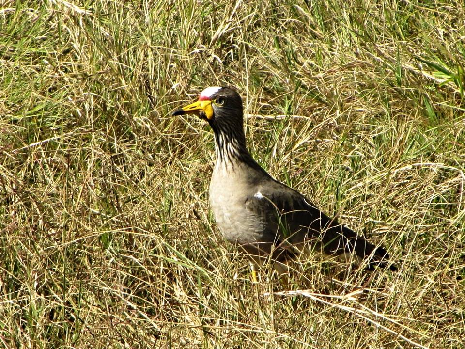 African Wattled Lapwing