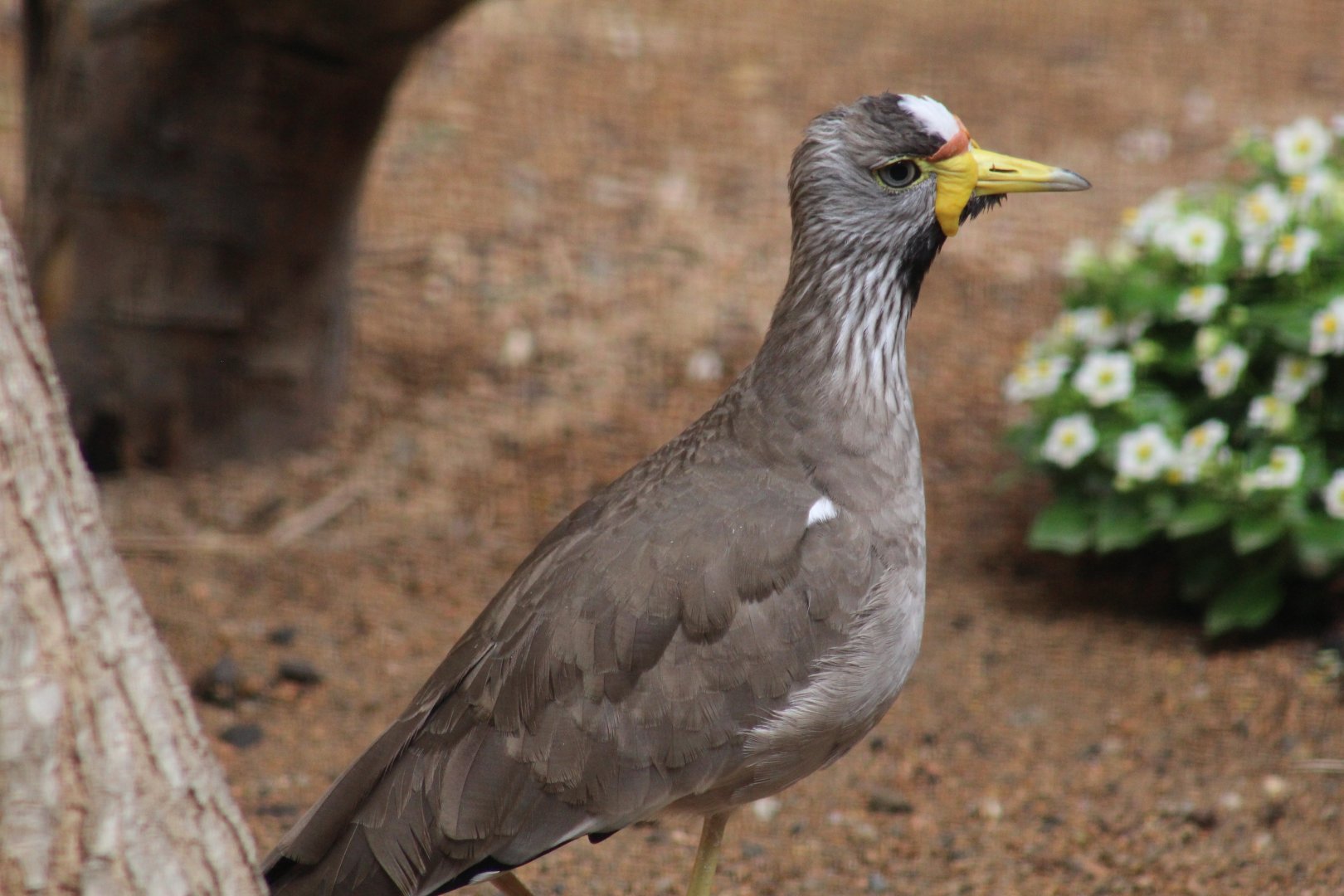 African Wattled Lapwing