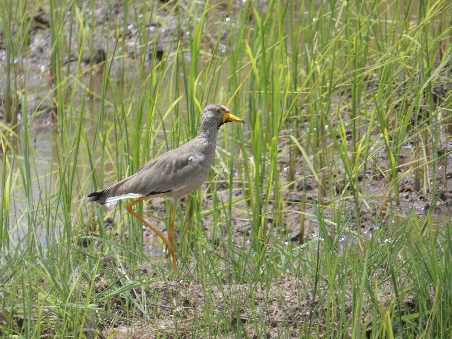 African wattled lapwing
