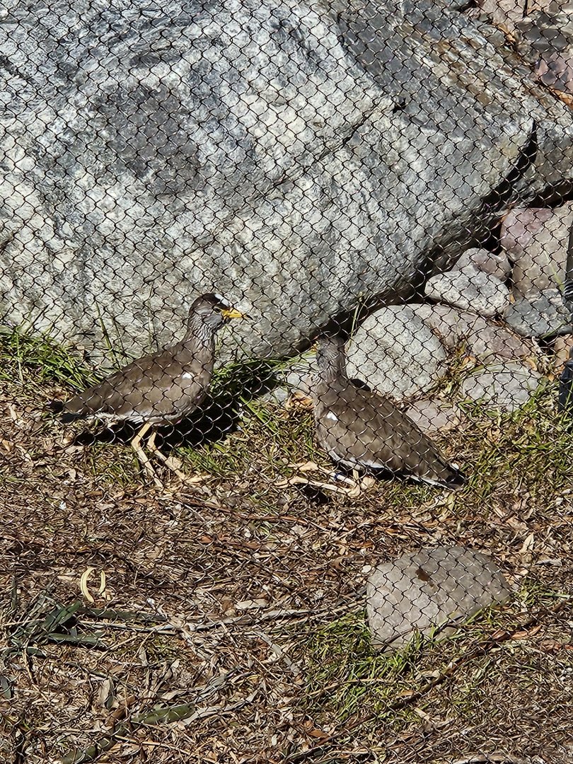 African wattled lapwing