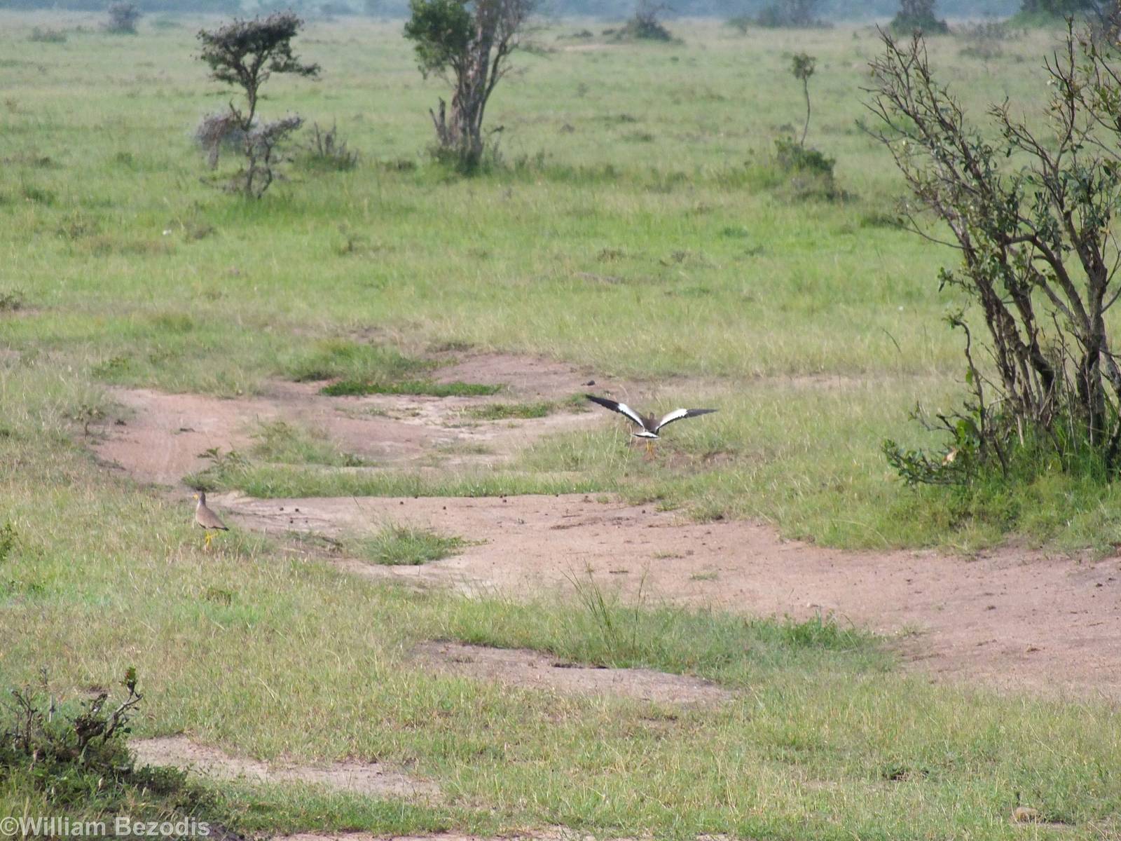 African Wattled Lapwings - Maasai Mara