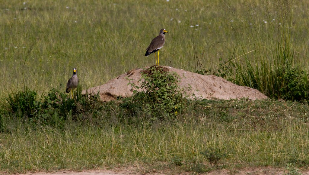 African Wattled Plovers