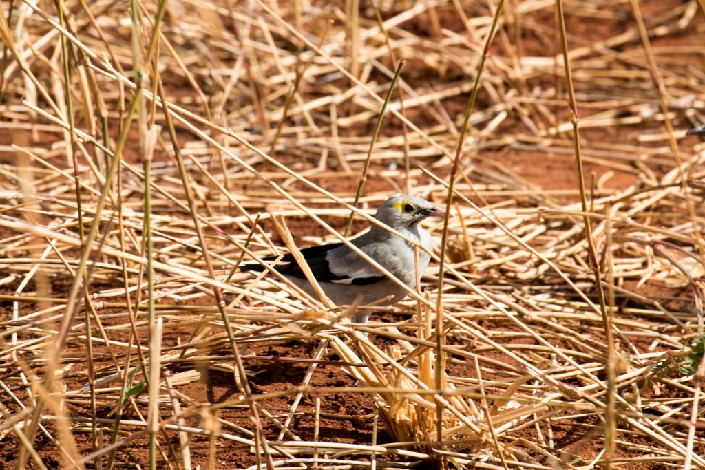 African Wattled Starling