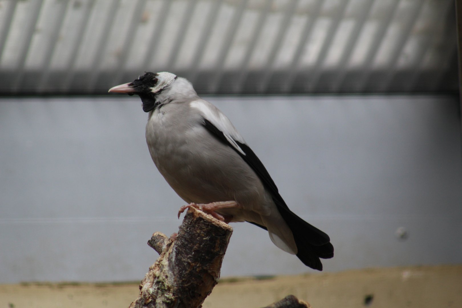 African Wattled Starling