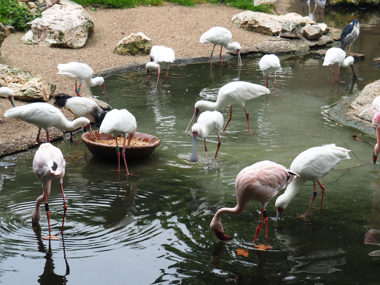 African wetland birds foraging, 2019-06-26