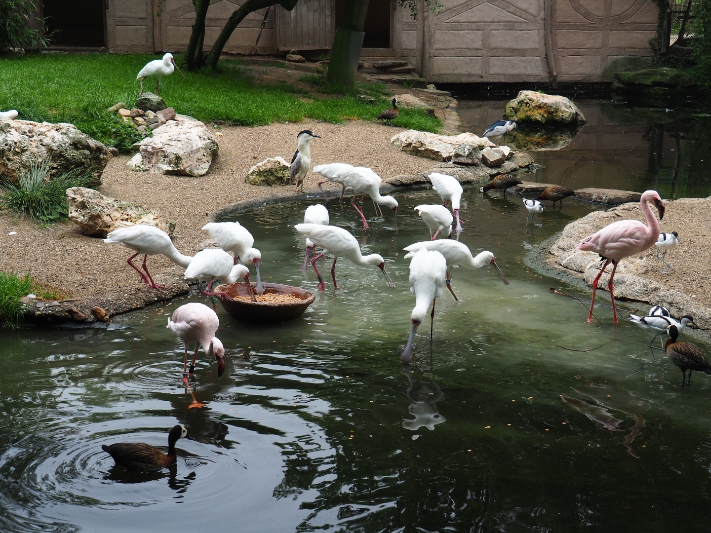 African wetland birds foraging, 2019-06-26