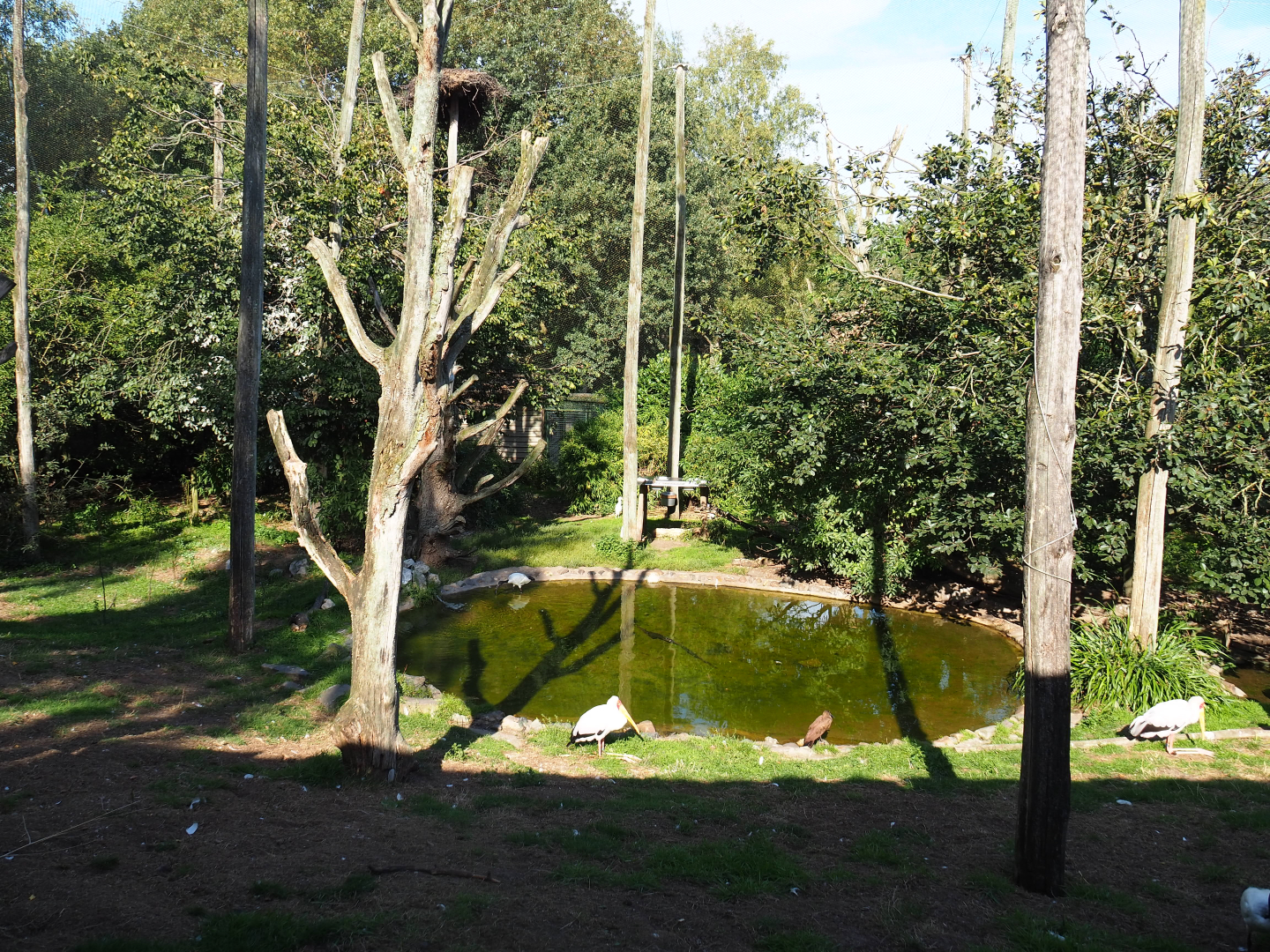 African wetland walk-into aviary, 2019-09-15