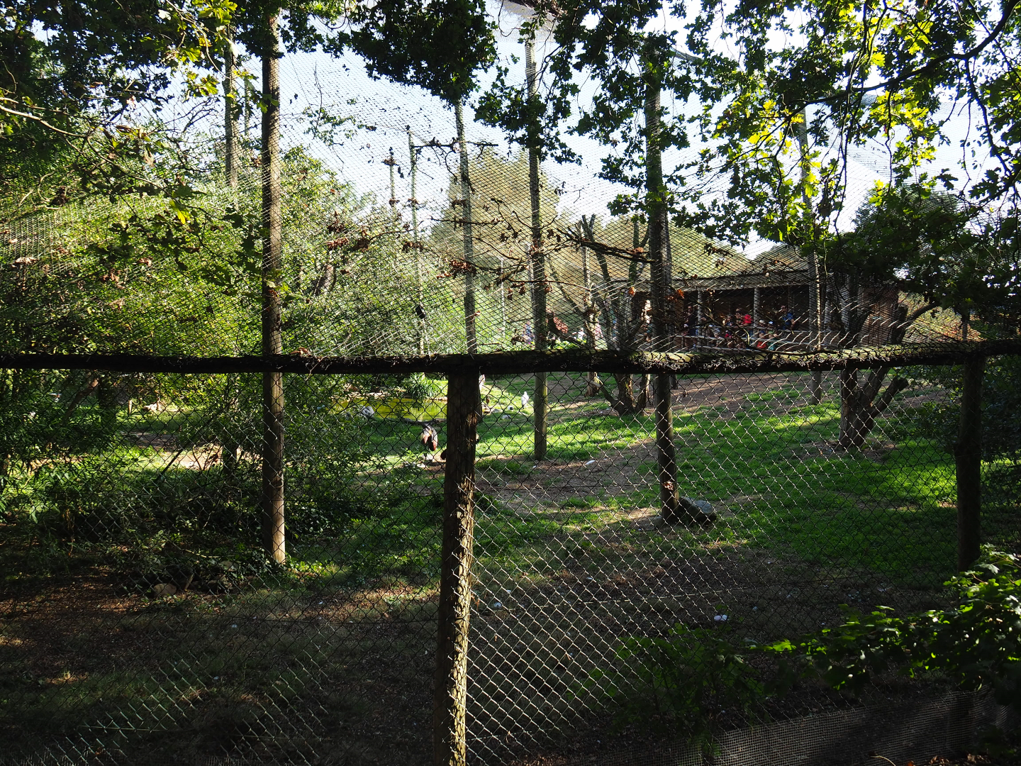 African wetland walk-into aviary, 2019-09-15